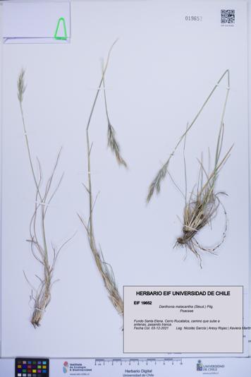 Danthonia malacantha [Espécimen: ]