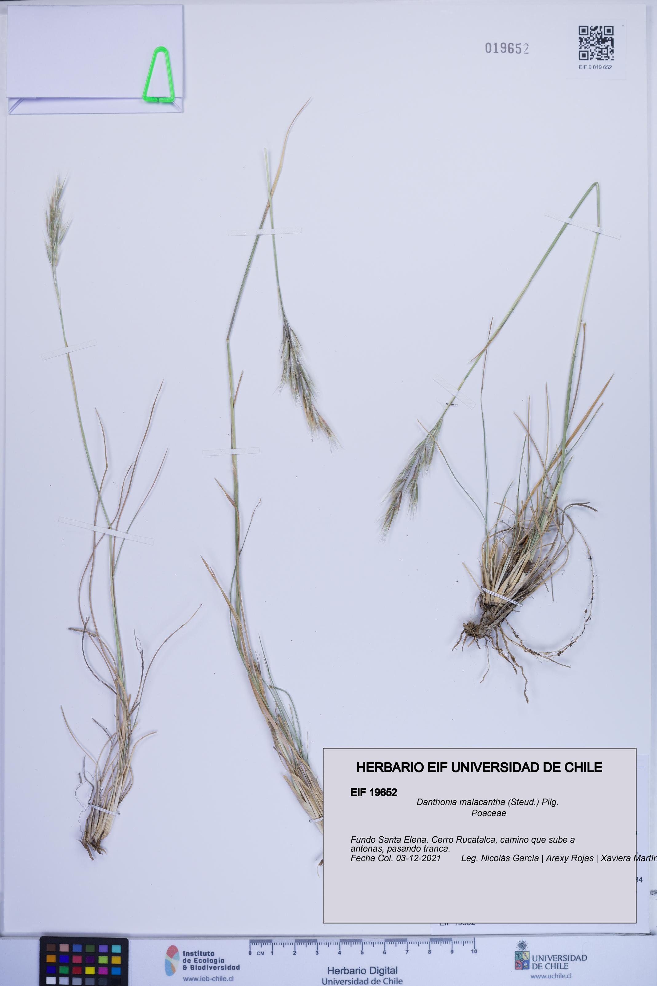 Danthonia malacantha [Espécimen: ]