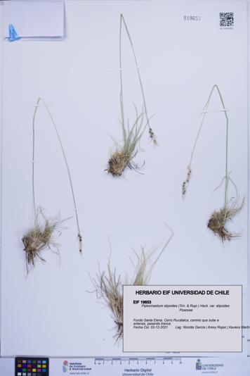 Piptochaetium stipoides var. stipoides [Espécimen: ]