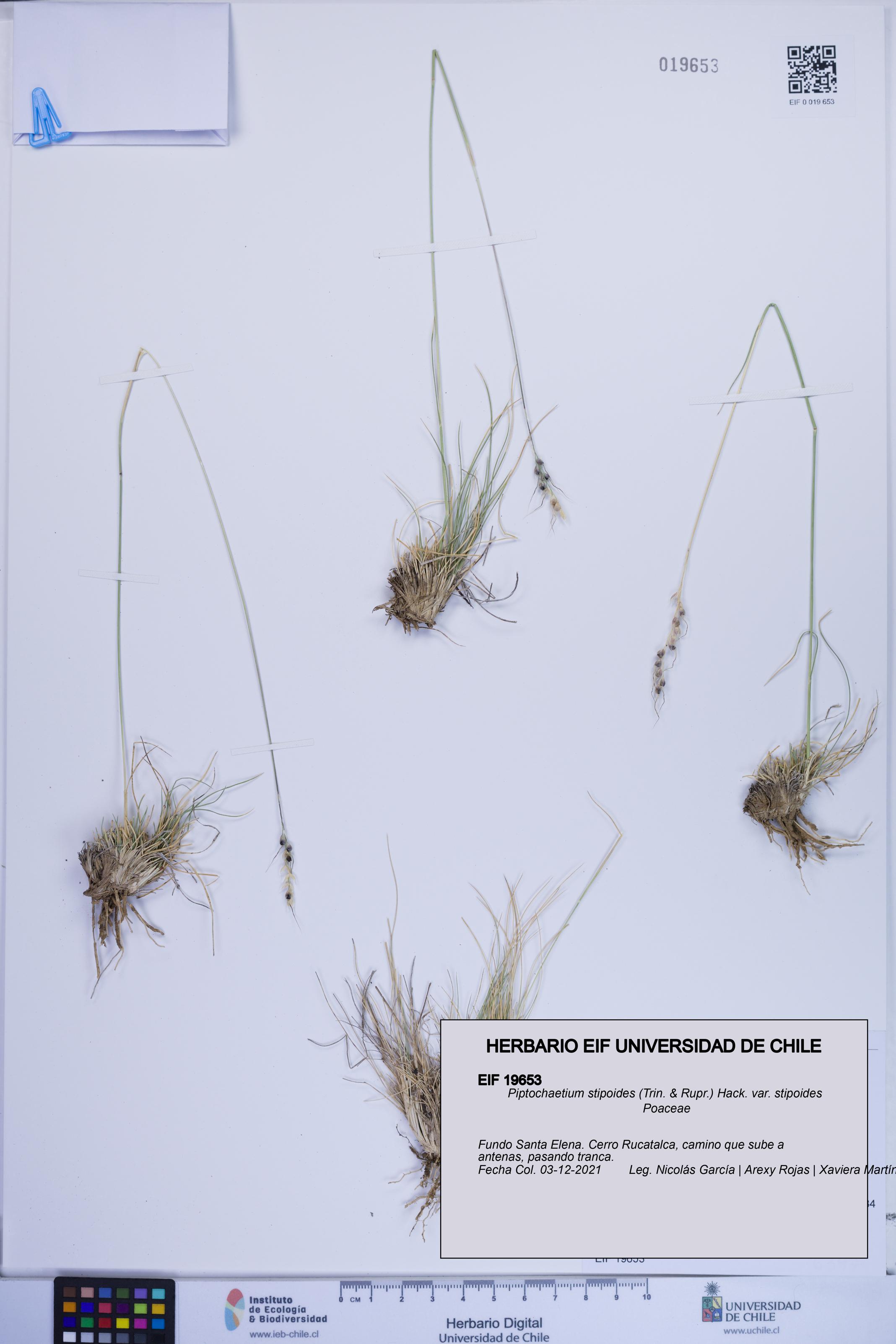 Piptochaetium stipoides var. stipoides [Espécimen: ]