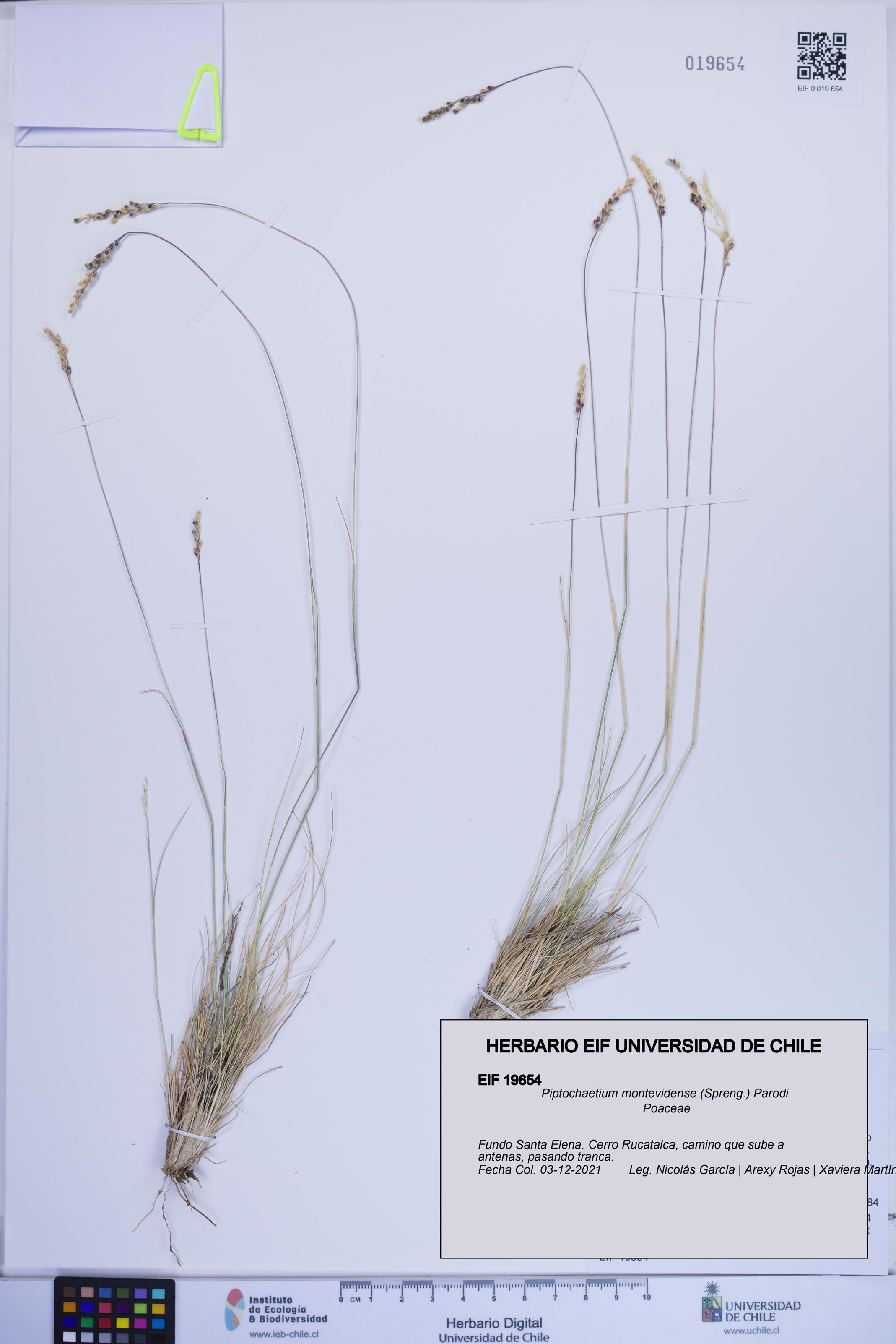 Piptochaetium montevidense [Espécimen: ]