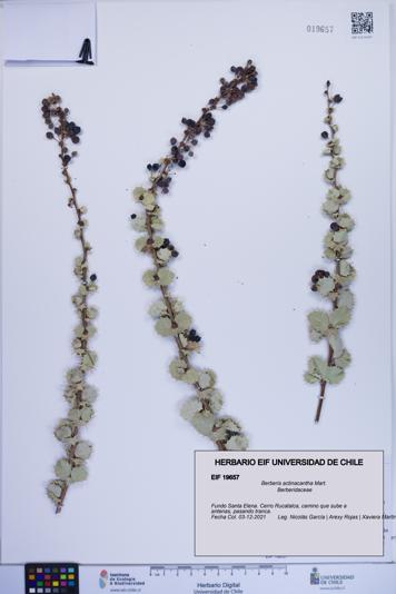 Berberis actinacantha [Espécimen: ]