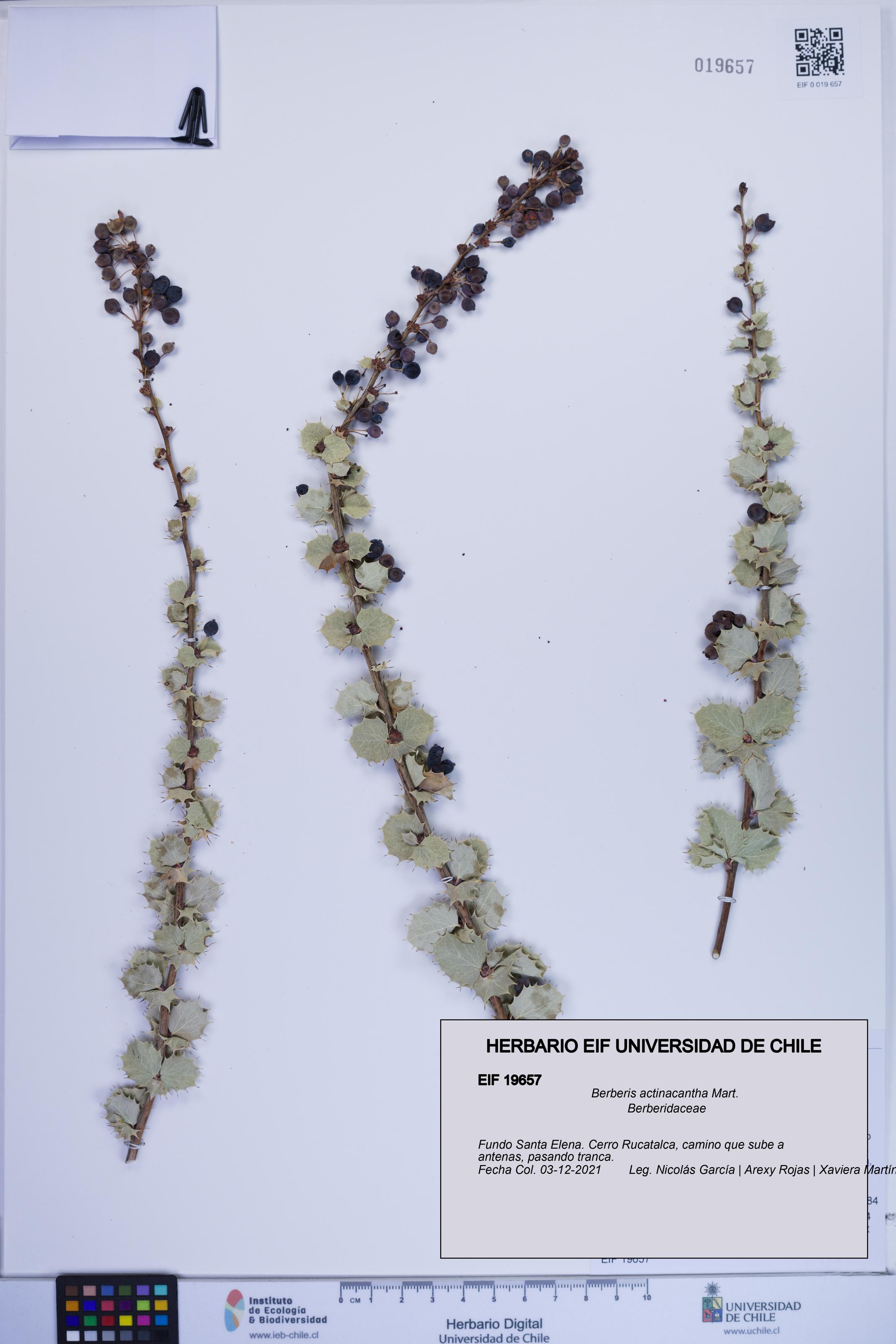 Berberis actinacantha [Espécimen: ]