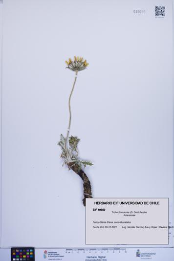 Trichocline aurea [Espécimen: ]