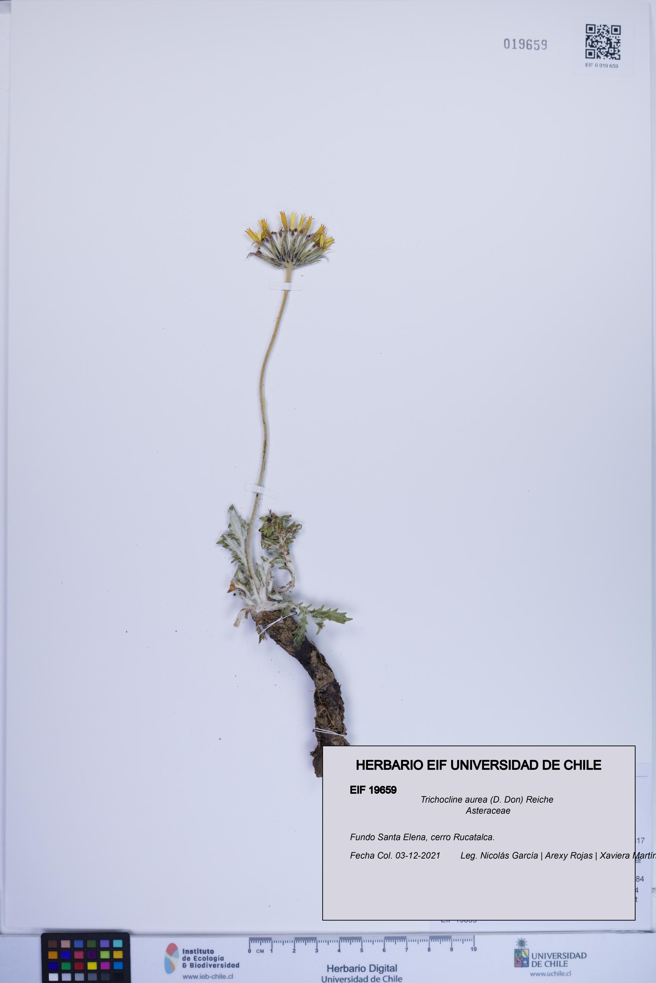 Trichocline aurea [Espécimen: ]