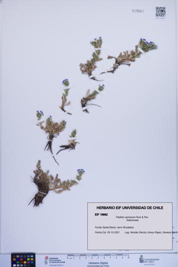 Triptilion spinosum [Espécimen: ]