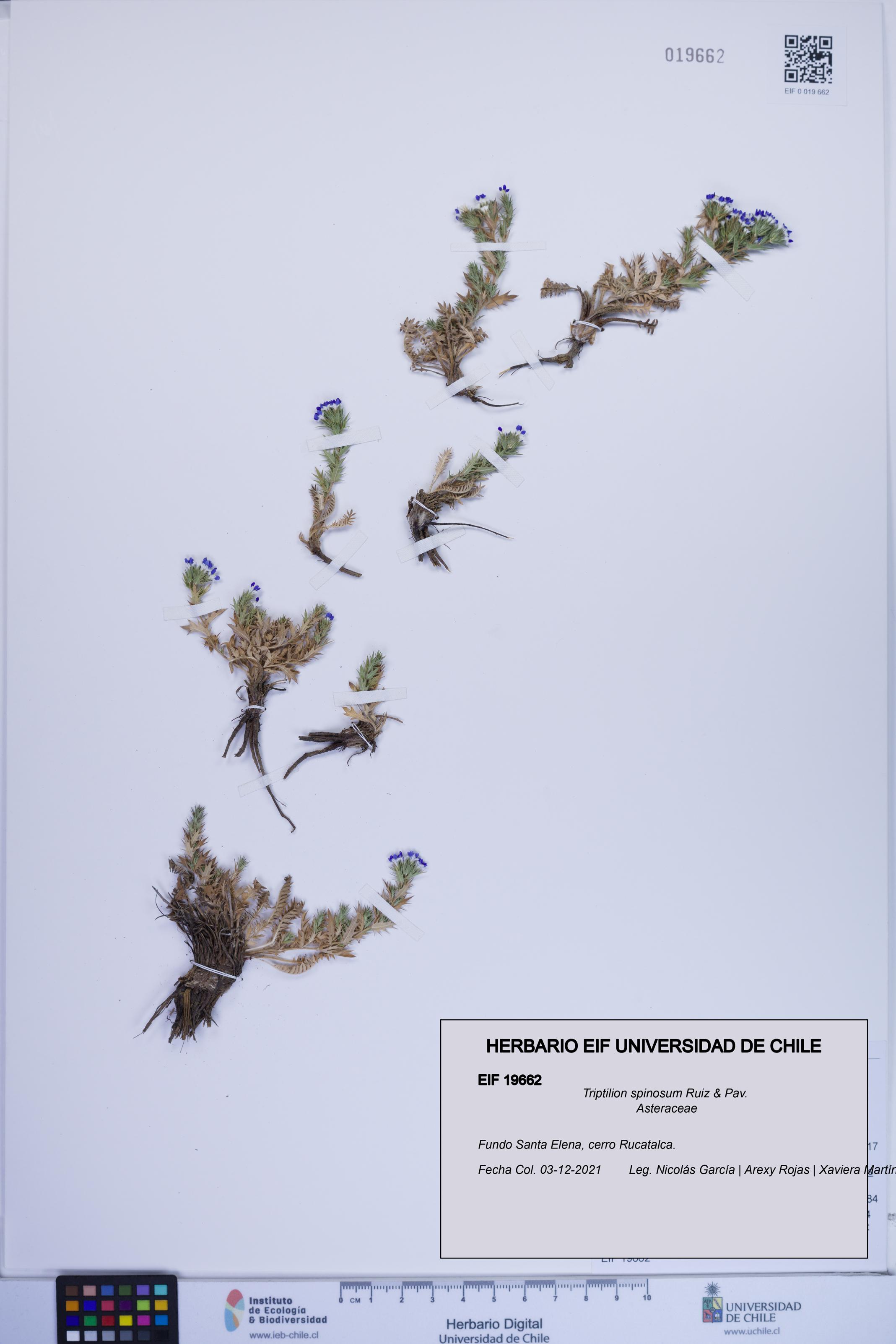 Triptilion spinosum [Espécimen: ]