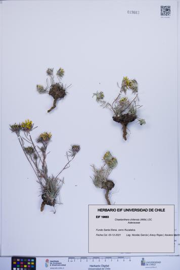 Chaetanthera chilensis [Espécimen: ]