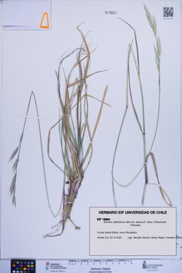 Bromus catharticus [Espécimen: ]