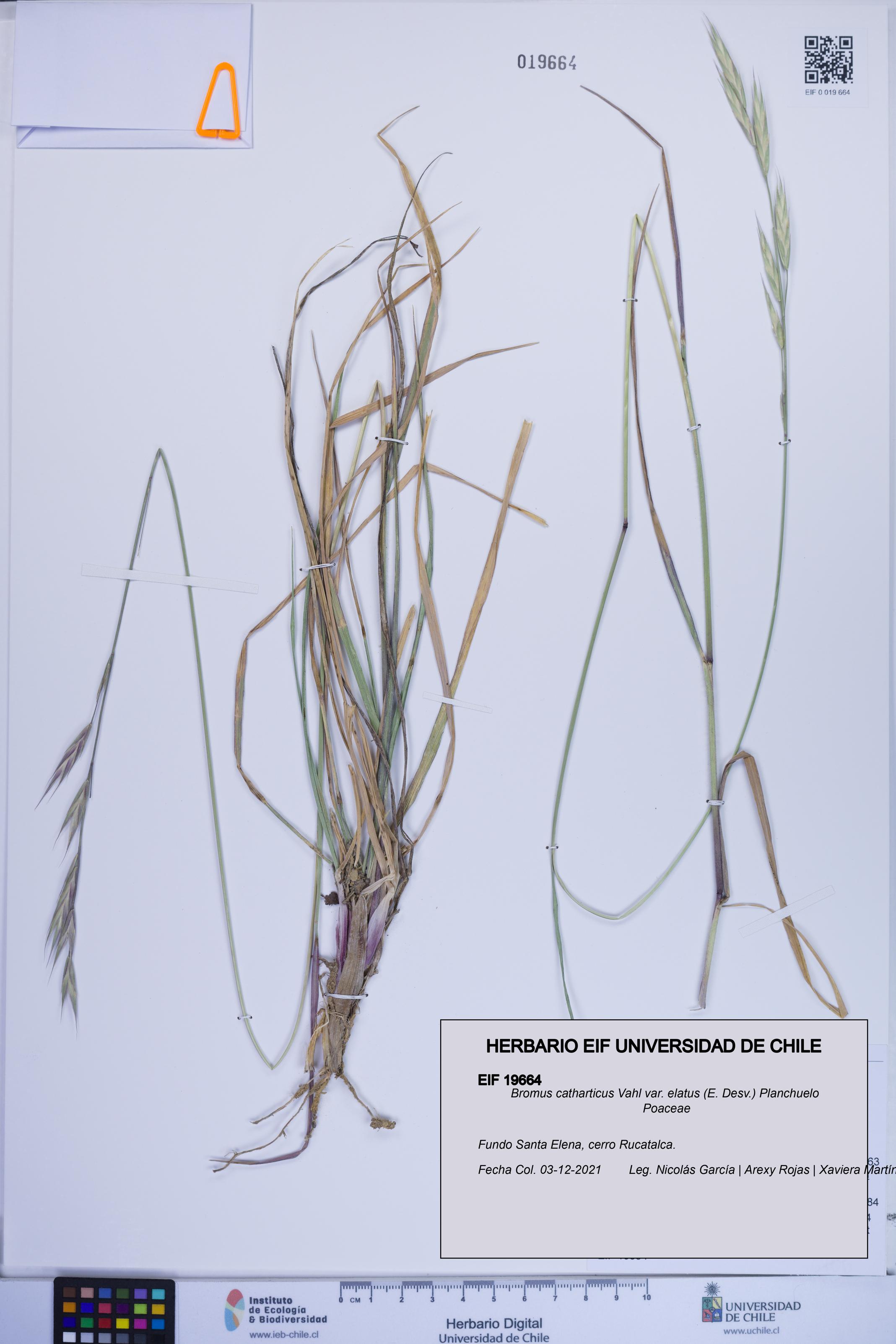 Bromus catharticus [Espécimen: ]