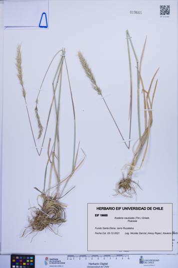 Koeleria caudulata [Espécimen: ]