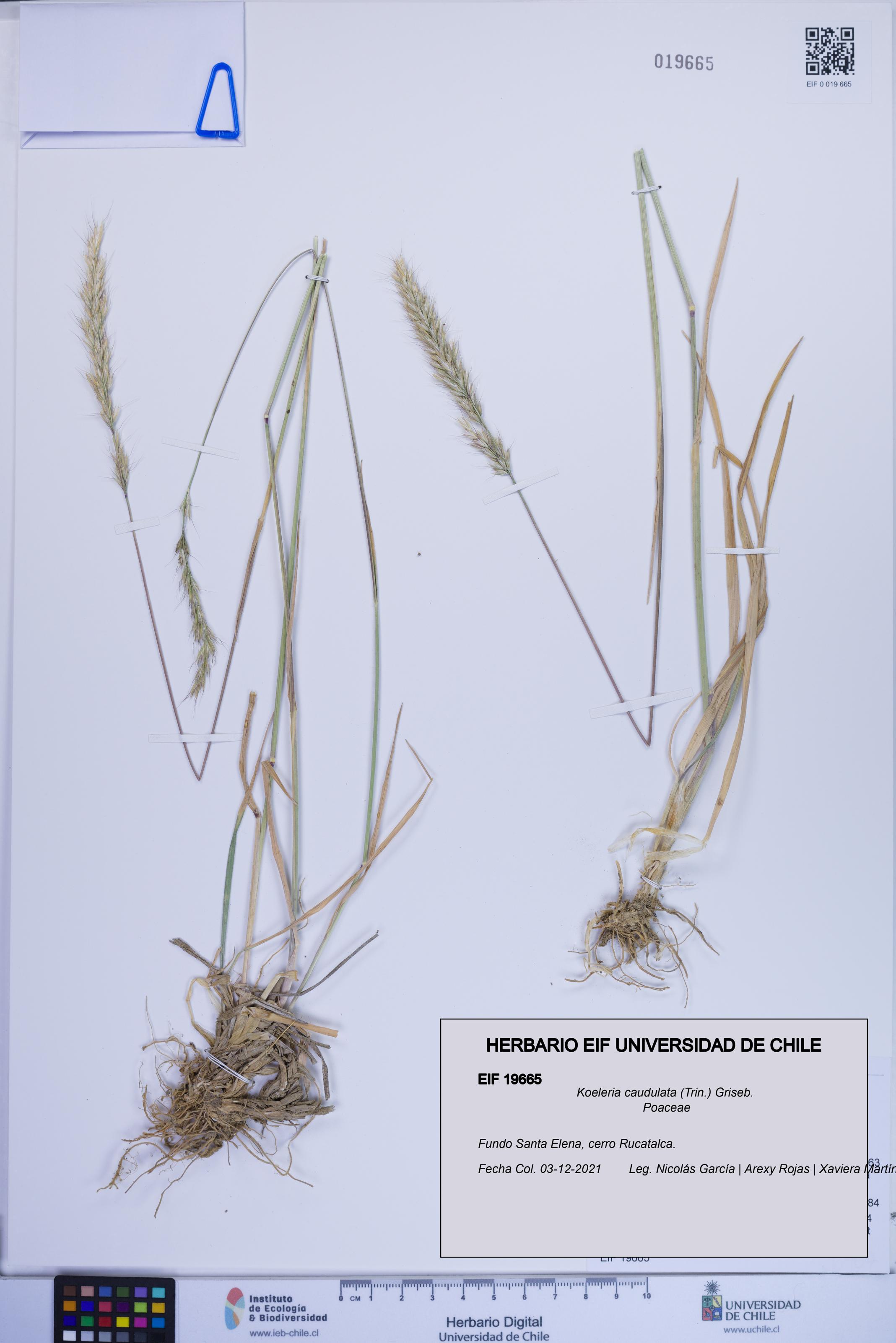 Koeleria caudulata [Espécimen: ]