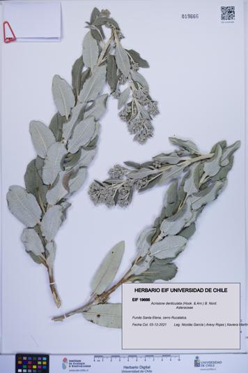 Acrisione denticulata [Espécimen: ]