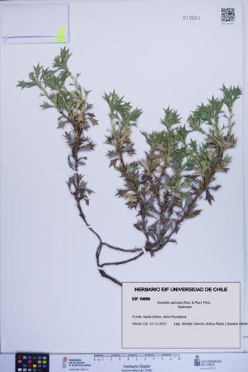 Azorella spinosa [Espécimen: ]