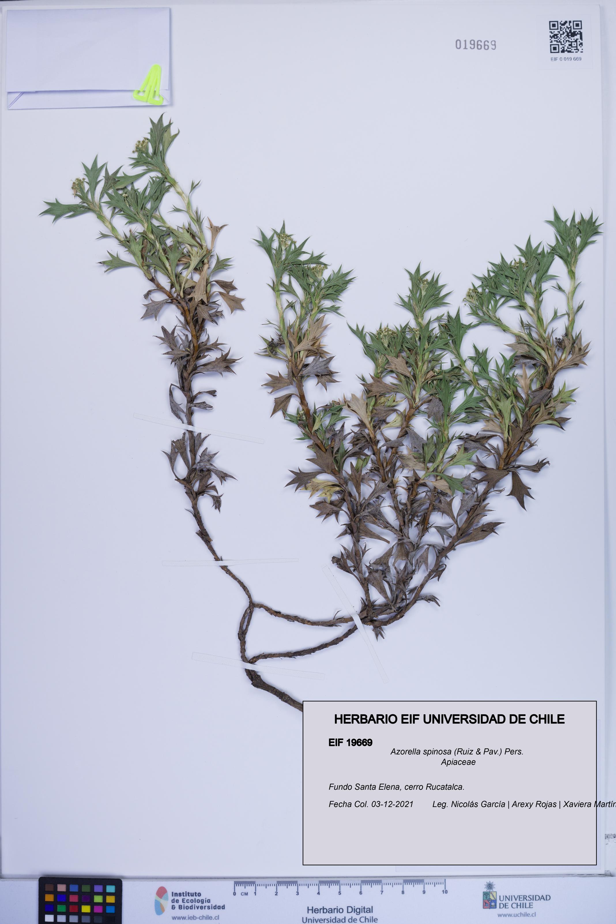 Azorella spinosa [Espécimen: ]