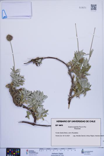 Acaena argentea [Espécimen: ]