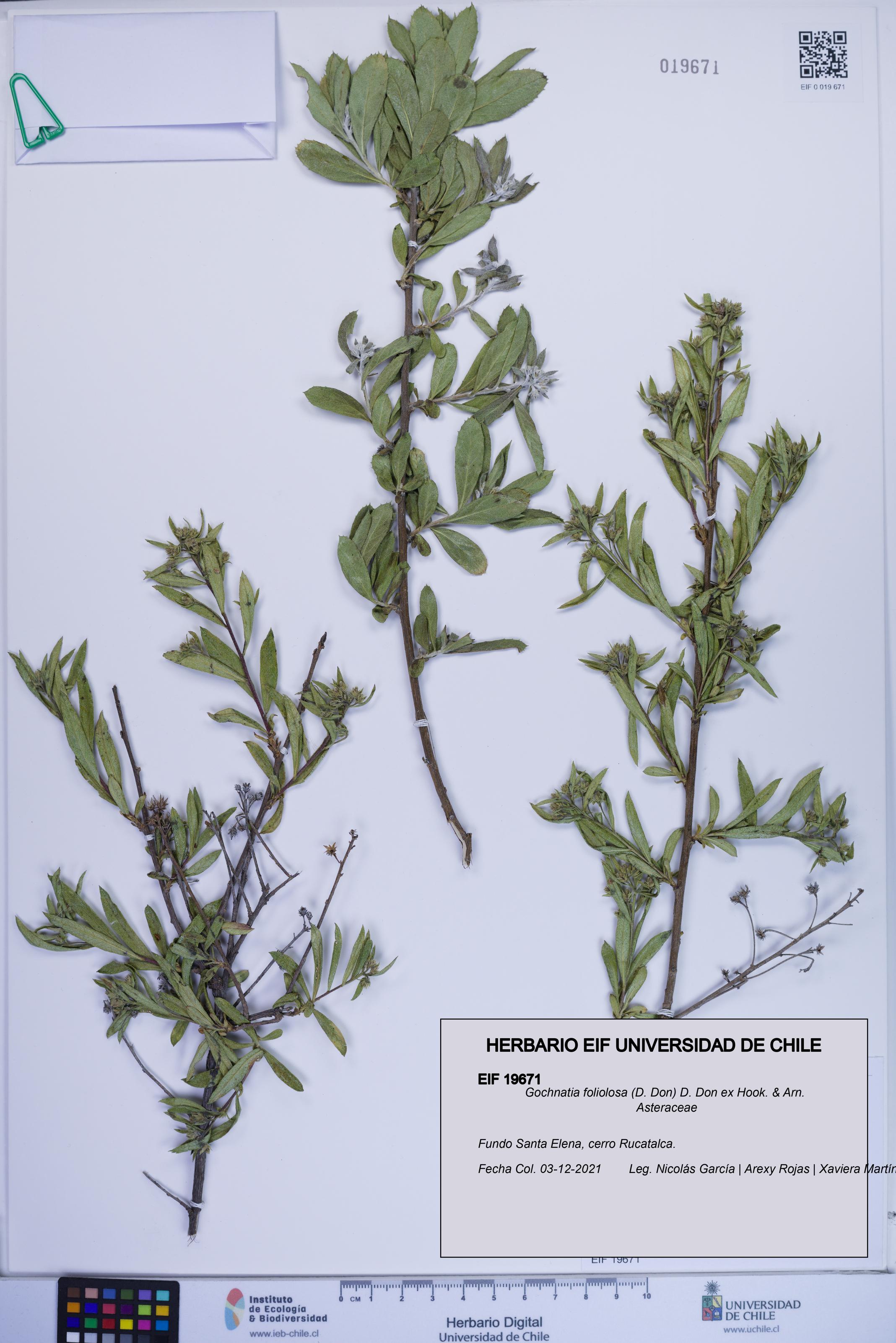 Gochnatia foliolosa [Espécimen: ]