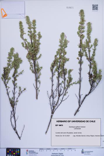 Gardoquia gilliesii [Espécimen: ]