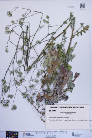 Leucheria hieracioides [Espécimen: ]