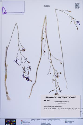 Conanthera bifolia [Espécimen: ]