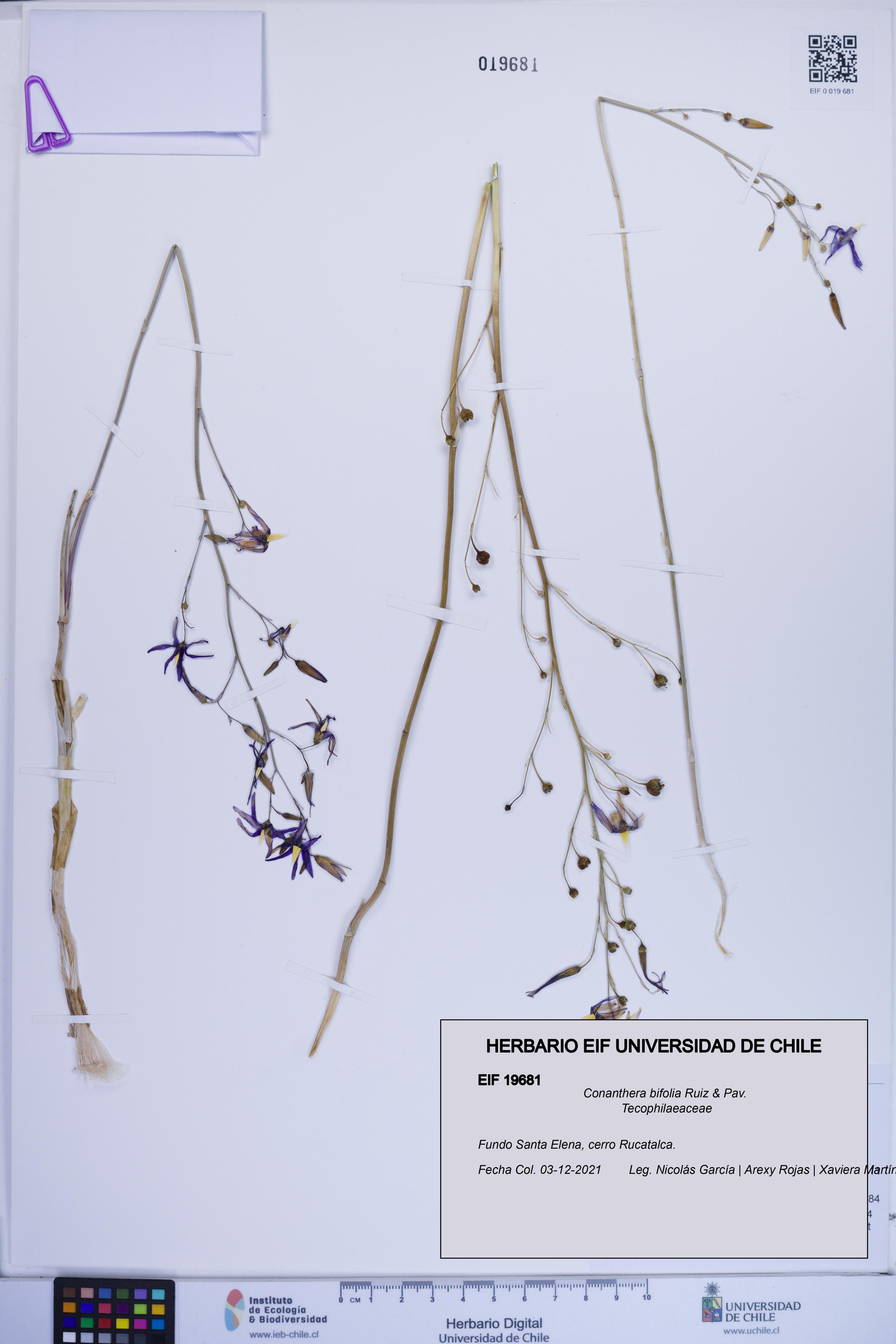 Conanthera bifolia [Espécimen: ]
