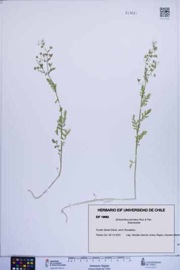 Schizanthus pinnatus [Espécimen: ]