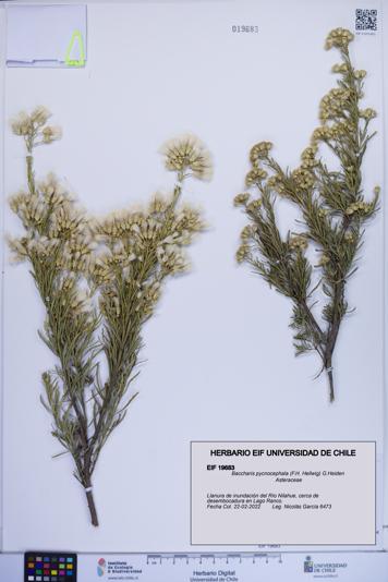 Baccharis pycnocephala [Espécimen: ]