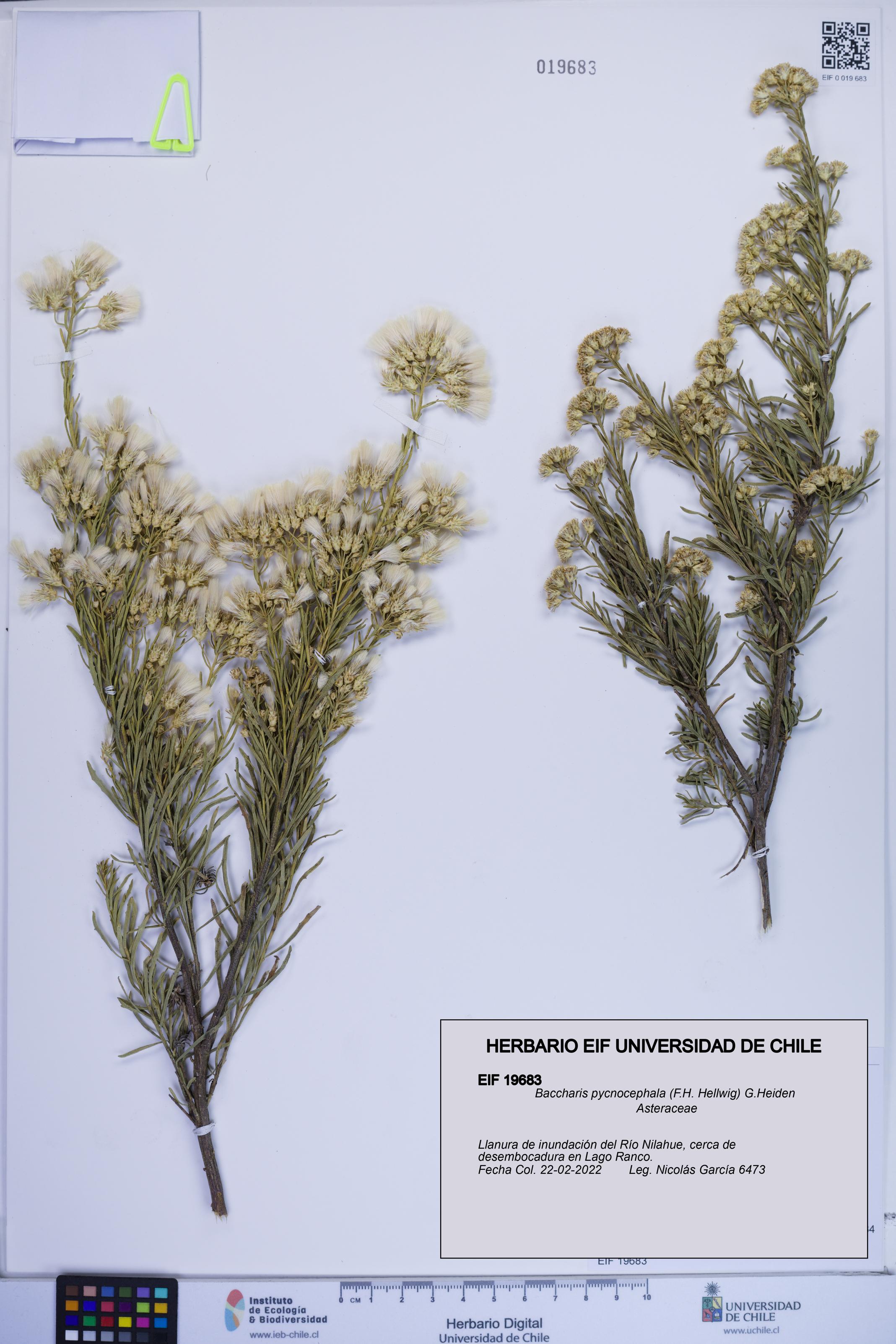 Baccharis pycnocephala [Espécimen: ]