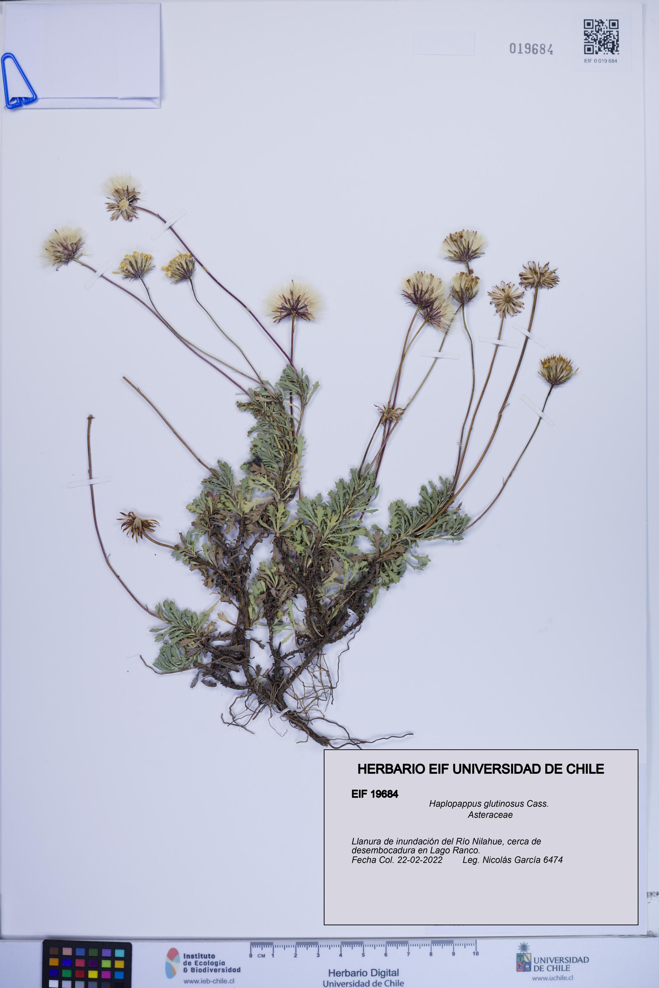 Haplopappus glutinosus [Espécimen: ]