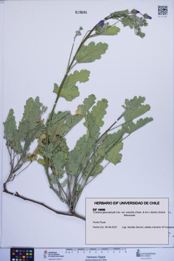 Cristaria glaucophylla var. eriantha [Espécimen: ]
