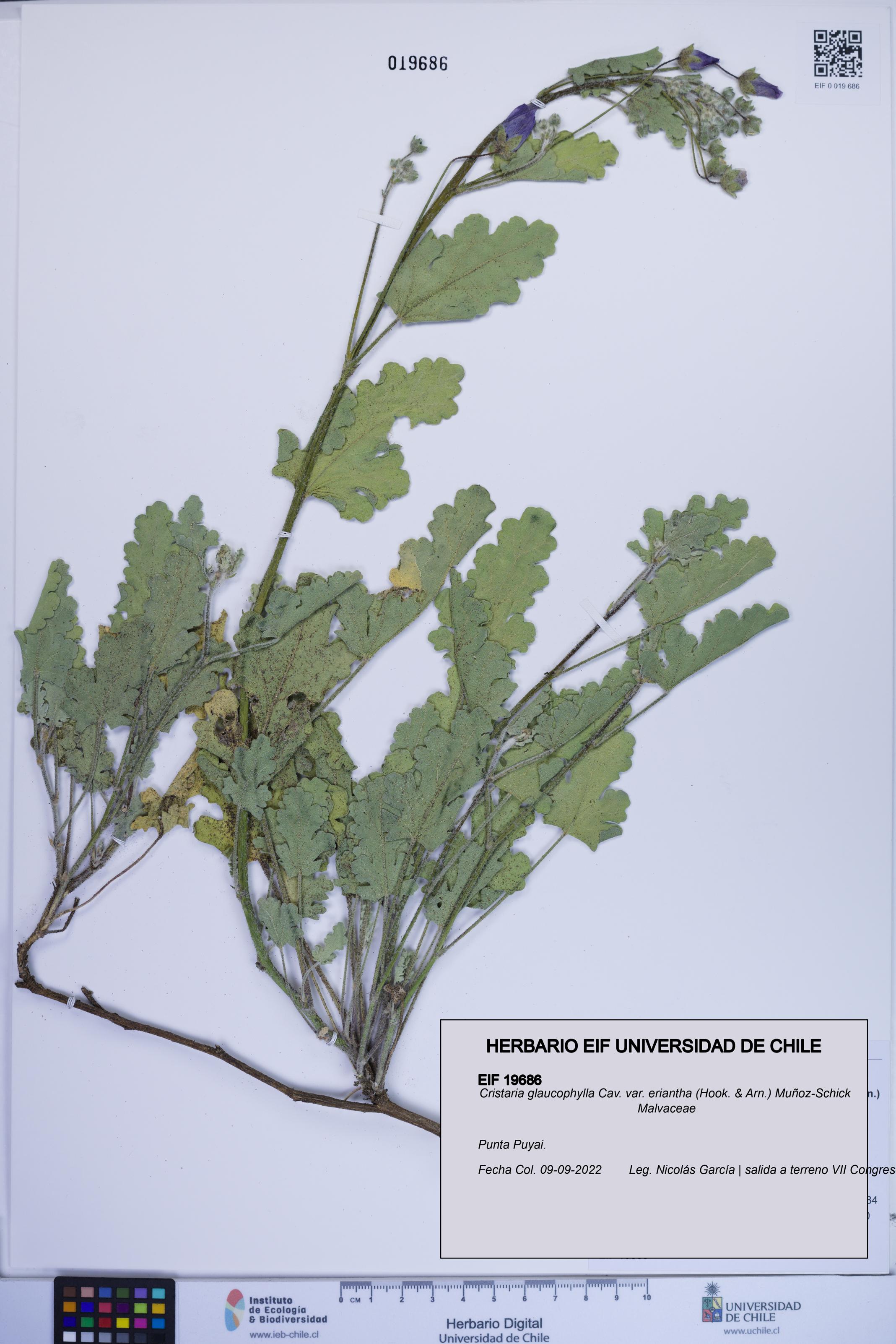 Cristaria glaucophylla var. eriantha [Espécimen: ]