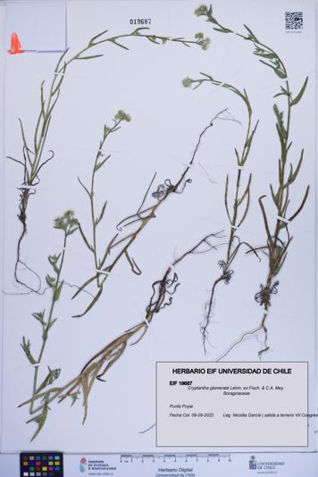 Cryptantha glomerata [Espécimen: ]