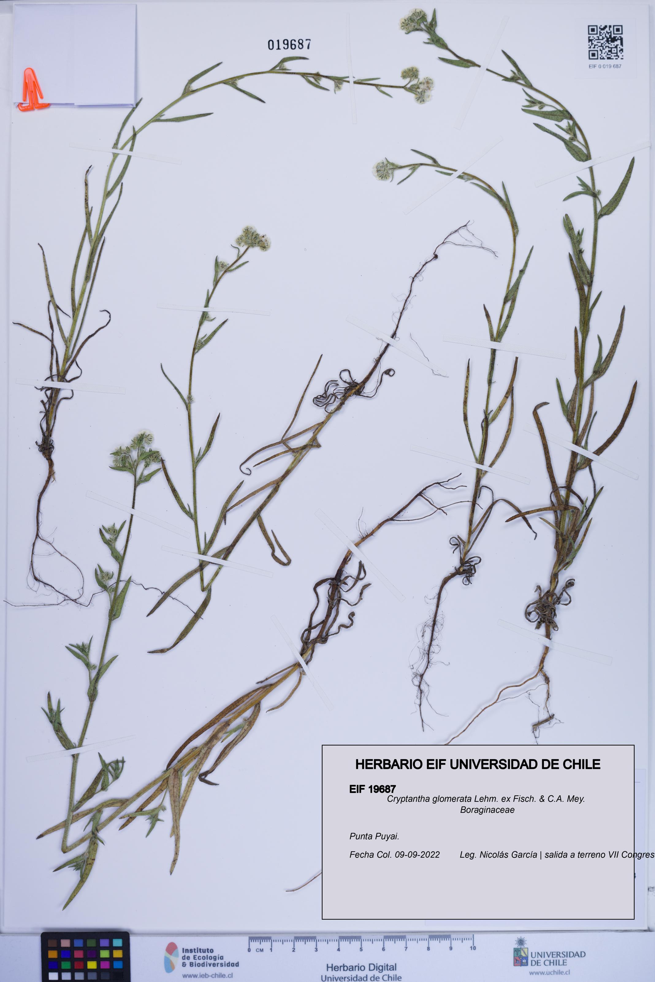Cryptantha glomerata [Espécimen: ]