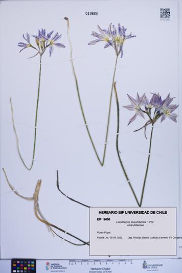 Leucocoryne coquimbensis [Espécimen: ]