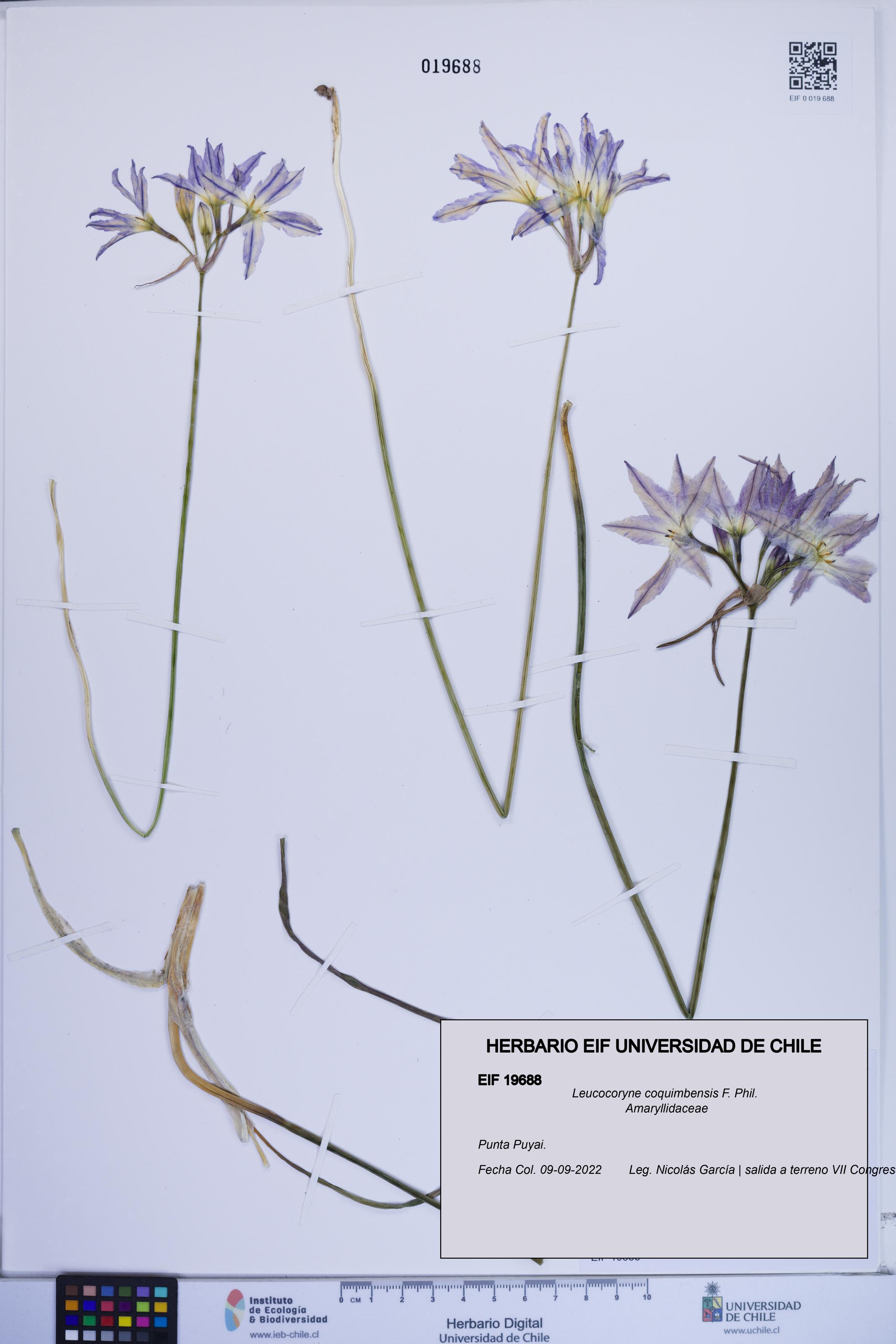 Leucocoryne coquimbensis [Espécimen: ]