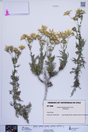 Senecio bahioides [Espécimen: ]