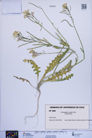 Schizopetalon walkeri [Espécimen: ]