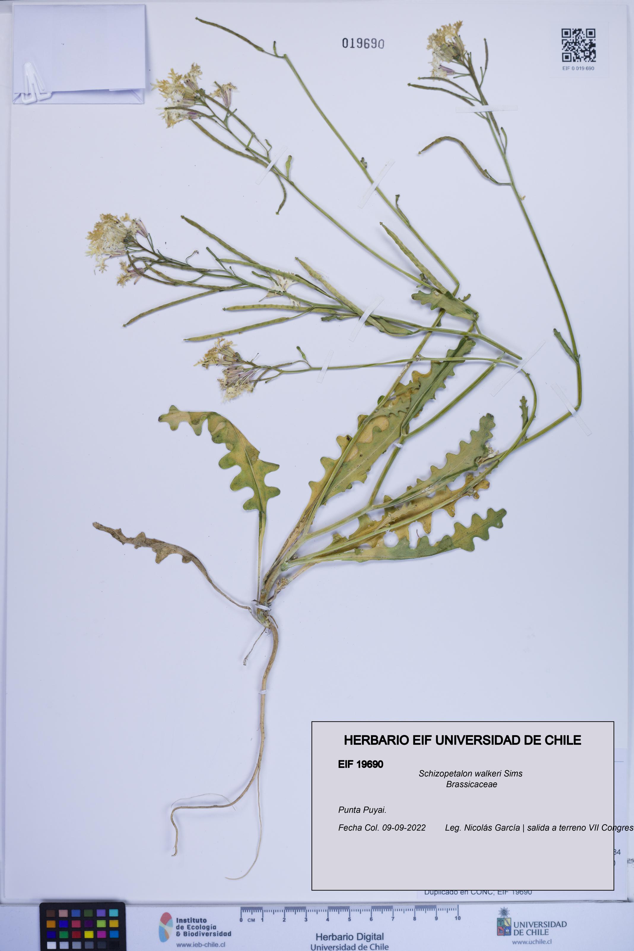 Schizopetalon walkeri [Espécimen: ]