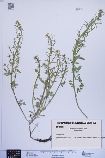 Cardamine bonariensis [Espécimen: ]