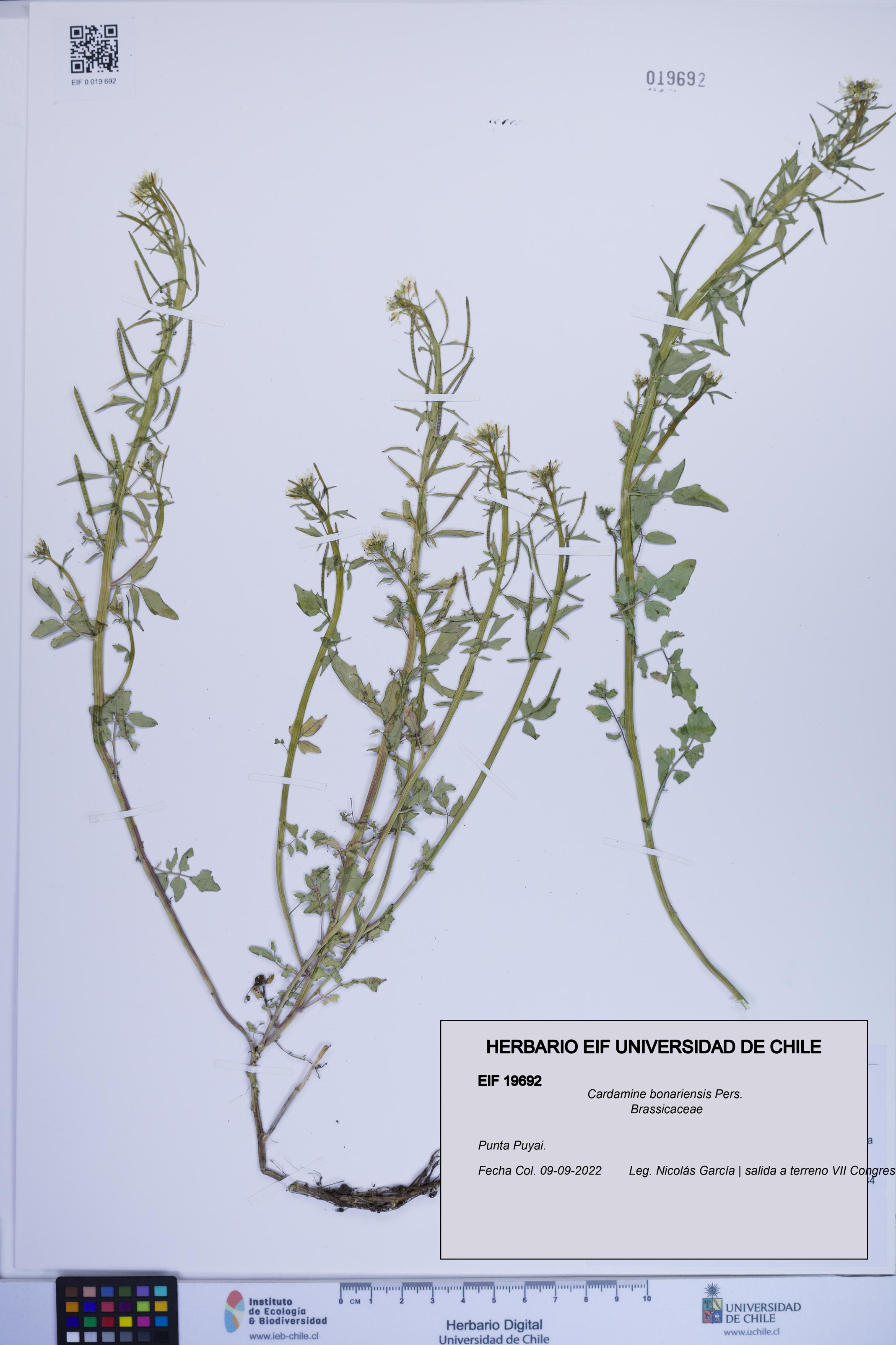 Cardamine bonariensis [Espécimen: ]