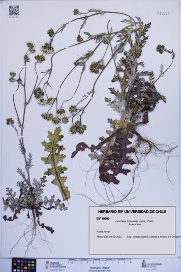 Leucheria tomentosa [Espécimen: ]