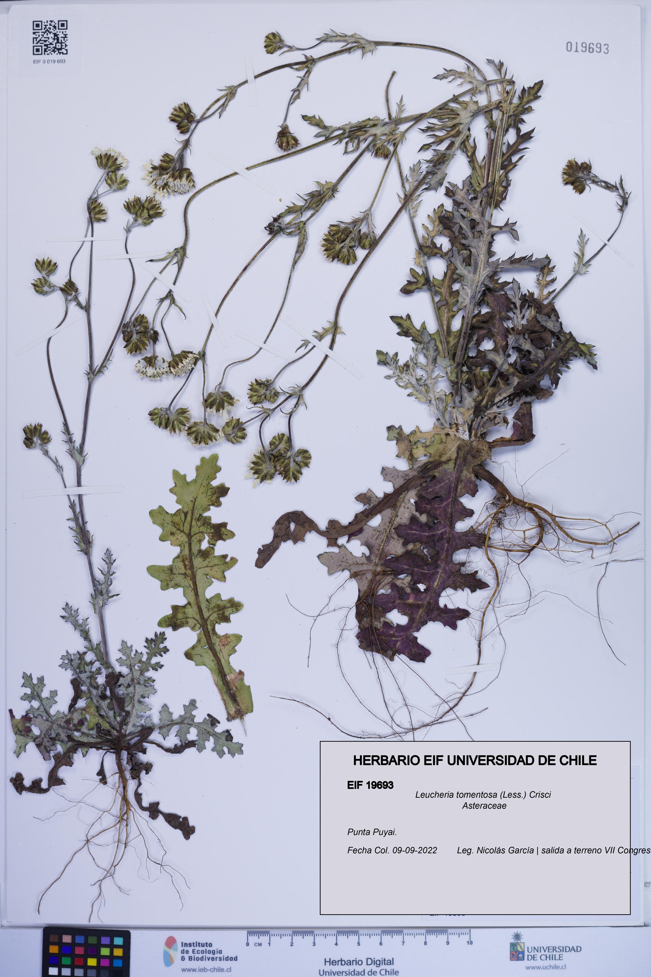 Leucheria tomentosa [Espécimen: ]