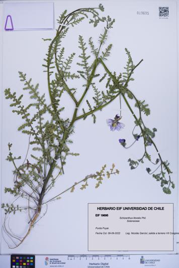 Schizanthus litoralis [Espécimen: ]