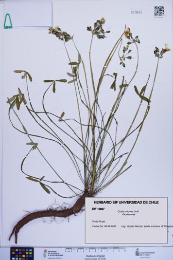 Oxalis tortuosa [Espécimen: ]