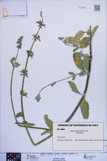 Stachys grandidentata [Espécimen: ]