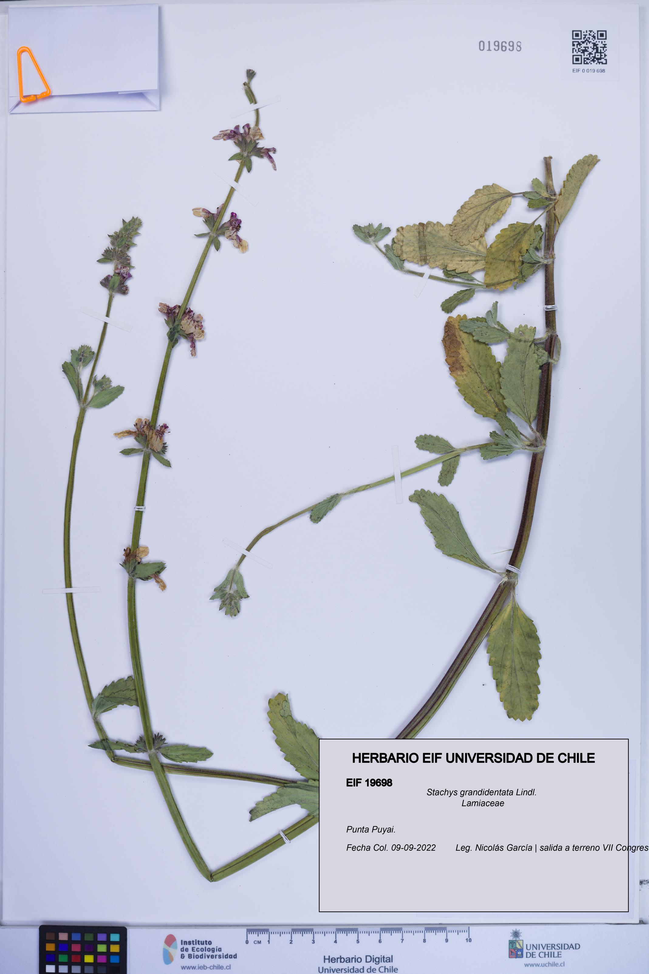 Stachys grandidentata [Espécimen: ]