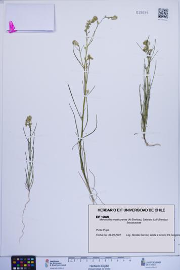 Menonvillea marticorenae [Espécimen: ]