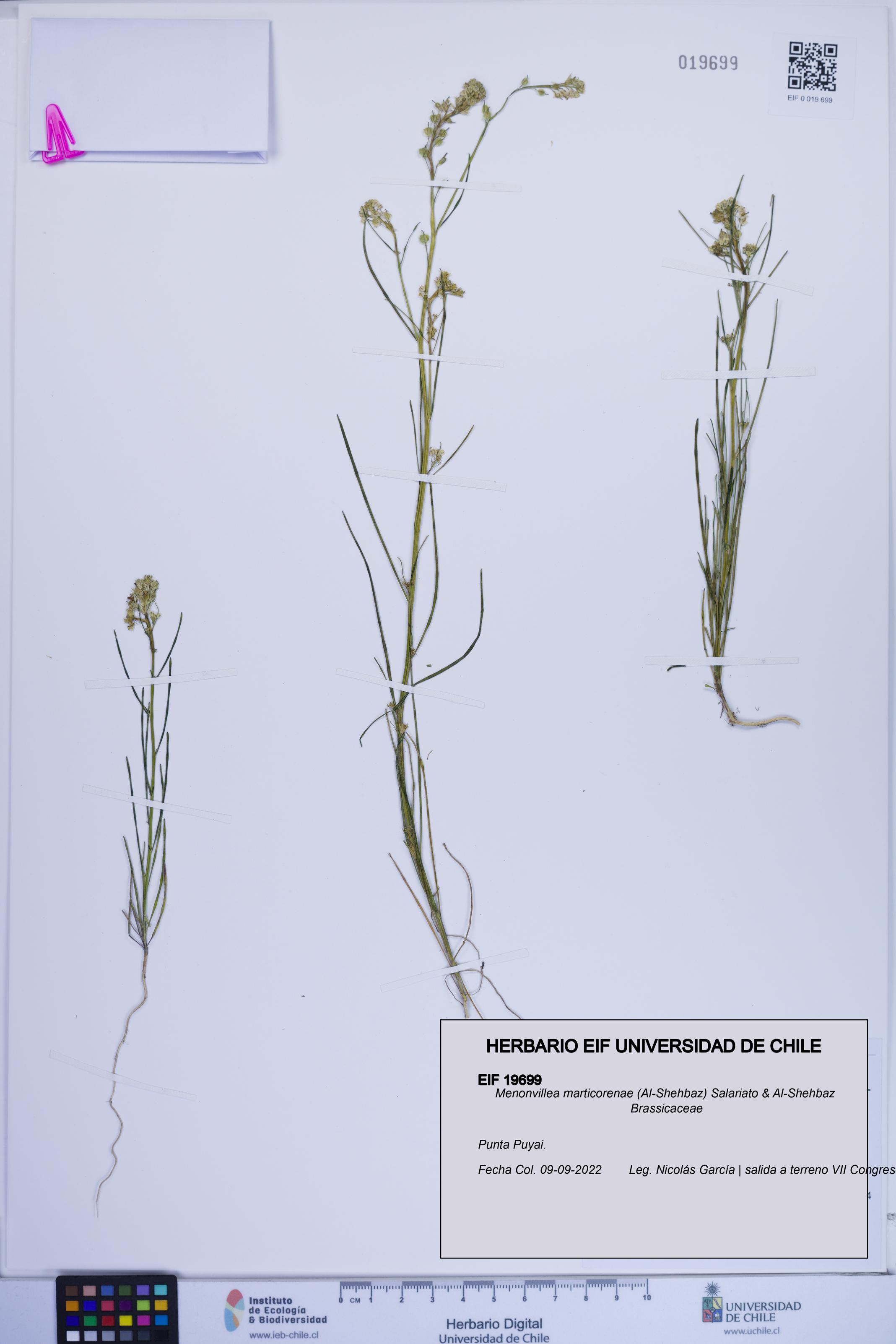 Menonvillea marticorenae [Espécimen: ]