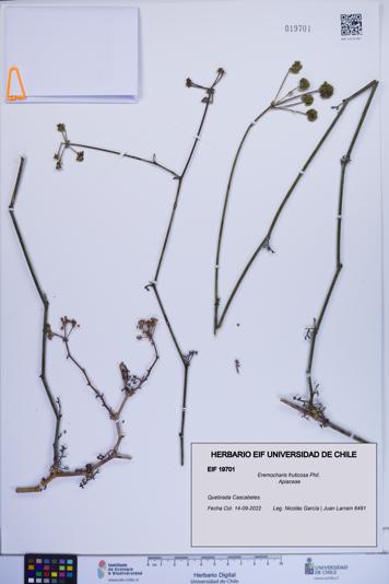 Eremocharis fruticosa [Espécimen: ]