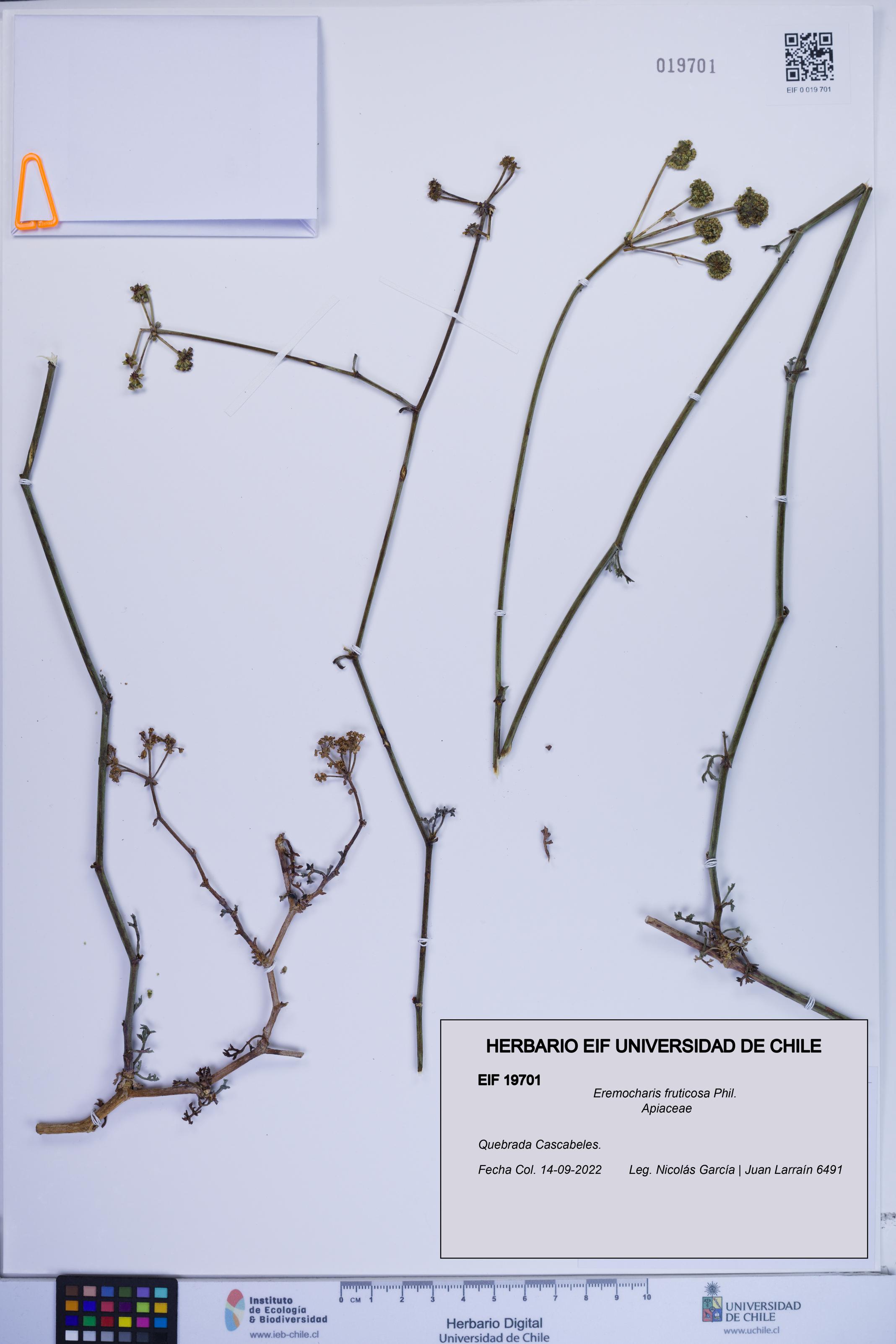 Eremocharis fruticosa [Espécimen: ]